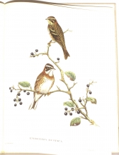 Exotische Vogel 13/24